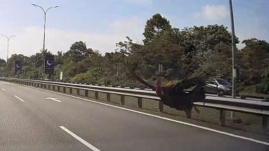 Photo of 车主挡风玻璃被撞碎 看回记录仪才知凶手是它