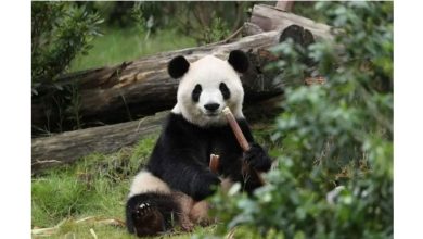 Photo of 中方称熊猫赴美 助力增进两国友谊
