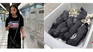 Photo of 人肉包裹! 胸腹缠满30星龟硬闯关 19岁台女泰机场被捕