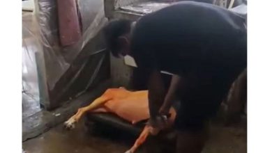 Photo of 外劳杂货店后方宰羊 业者违规罚250