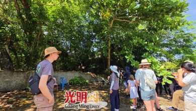 Photo of 让眼镜食叶猴安全过马路 峇都丁宜设第3座树冠桥