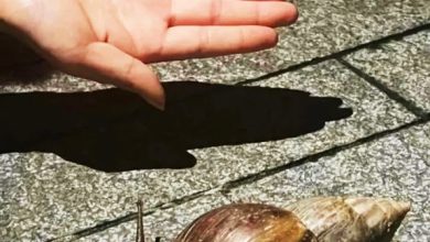 Photo of 雨后巨型蜗牛出没 有人想带回家料理 专家警告别吃