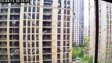 Photo of 窗户天天惨怪鸟粪便攻击 专家：乌鸫复仇心很强