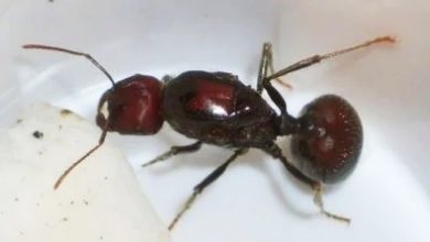 Photo of 走私数千只蚂蚁 中国男子在肯雅监禁一年
