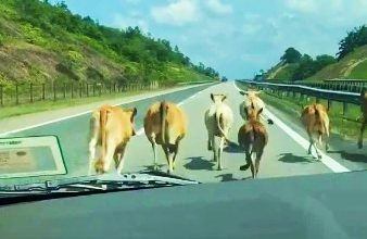 Photo of 【视频】牛群乱入大道干扰交通 网民戏称“Lembugini”