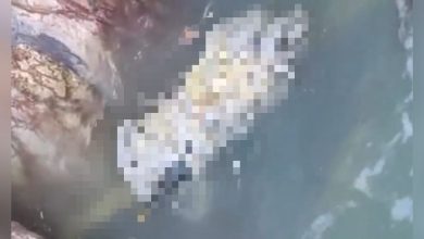 Photo of 神秘包裹竟是男尸 警方: 勒颈杀害身份不明