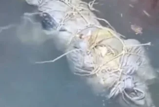 Photo of 瓜雪海域惊现裹尸 男子疑遭勒毙 警列谋杀案
