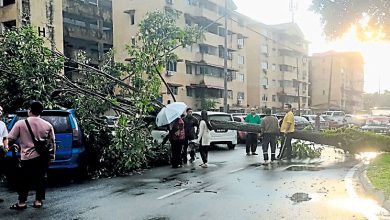 Photo of 巴生一场豪雨 南北区至少28树倒