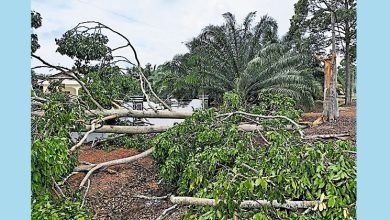 Photo of 暴风雨刮倒20呎大树 扯断电线压毁住家篱笆
