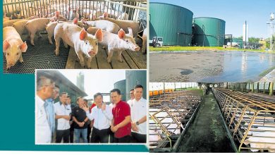 Photo of 【谁来供应下一块猪肉 （完结篇）】经历转型阵痛 槟建立养猪业新秩序
