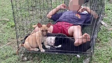 Photo of 男童躺狗笼照疯传 前议员：孩子自行进笼