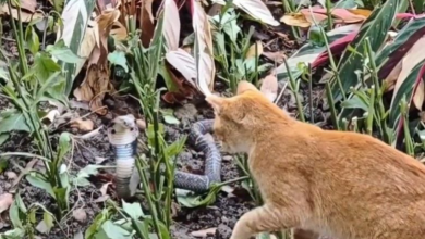 Photo of 3分钟惊险对峙！广州越秀公园橘猫大战眼镜蛇画面曝光
