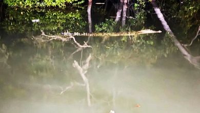 Photo of 20年首见 森野生动物局证实 咸水鳄现身瓜拉芦骨码头