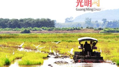 Photo of 生产成本持续攀升 30％稻农无法耕作