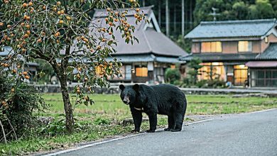 Photo of 北海道今年首宗 日猎人射熊遭反击头脸伤