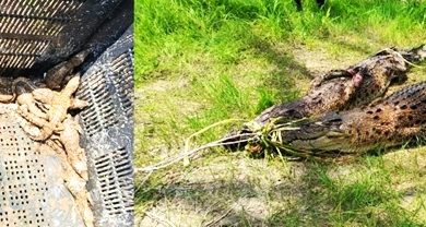 Photo of 建筑工地旁筑巢 2雌鳄42幼鳄遭活擒