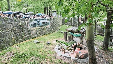 Photo of 都江堰中华大熊猫苑 23日起闭园升级改造