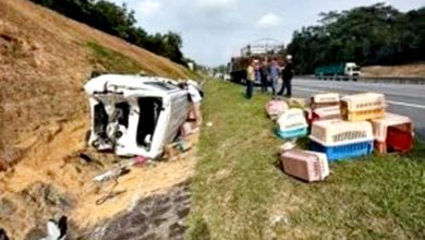 Photo of 赴展领养途中货车遭罗里猛撞 逾20毛孩1死5失踪女子痛哭