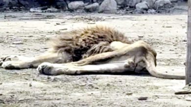 Photo of 动物园：配偶死后 狮子不吃瘦如纸片