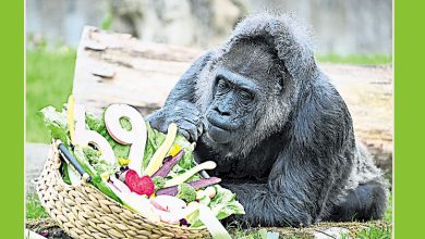 Photo of 德动物园猩猩69岁生日 获健力士认证最长寿
