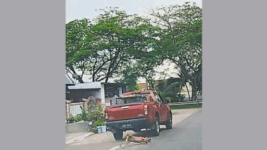 Photo of 市厅承包商员工撞毙流浪狗 车子被扣开除涉事者