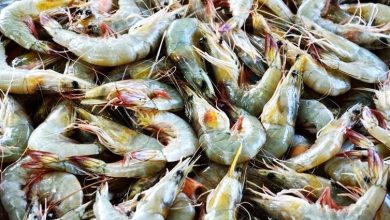 Photo of 农粮部加强食安管控 泰5种虾禁进口