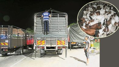 Photo of 罗里图以帆布遮盖 非法运101只羊被识破