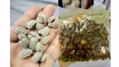 Photo of 介壳虫当美食! 误认蝉蛹油炸分食 泰12官员中毒送院