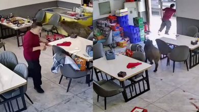 Photo of 撞碎破璃门闯店乱逛  店家竟淡定开门送野猪