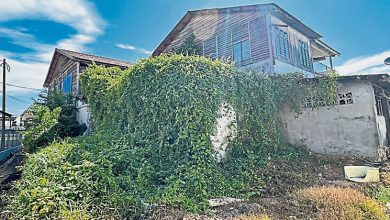 Photo of 毗邻老屋空置野草丛生 小蛇险爬入万裡茂华小