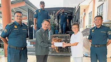 Photo of 曼绒市会与NGO合作 捕获安置流浪狗