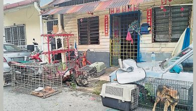 Photo of 女子中风住院 16只狗无人顾 村委找自消队热心人救狗
