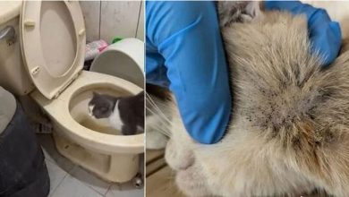Photo of 主人住院无人喂养 14猫困脏屋喝马桶水求生