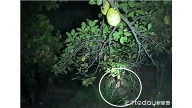 Photo of 靠微弱呼救声救回她!  81岁老妇失踪 警摸黑搜山寻回