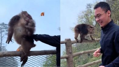 Photo of 男峨眉山猛推悬崖边猴子 险酿坠崖引全网怒轰