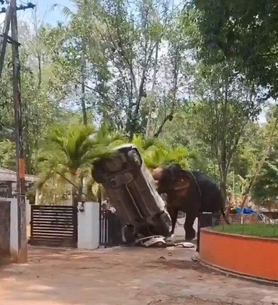 大象突发狂砸烂汽车