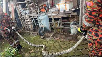 Photo of 12尺巨蟒入屋吞鹅 “撑爆肚”困篱笆被捕