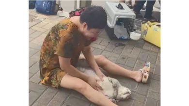 Photo of 爱猫疑被困后备箱闷死 主人崩溃报警追责