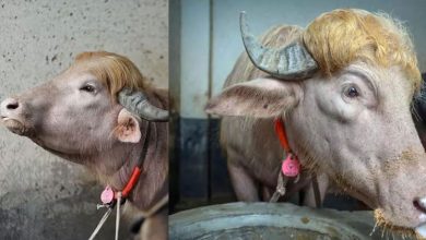 Photo of 白化水牛酷似特朗普 “长得太像了 “