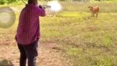 Photo of 玻大臣射牛 | 阿布巴卡: 牛只失控逃脱 为安全才开枪