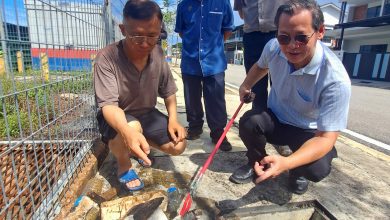 Photo of 大雨后飘臭味 滞洪池鱼群疑缺氧死亡