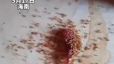 Photo of ​小孩肉干零食掉地上 蚂蚁吃后竟死光引热议