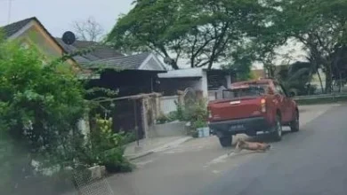 Photo of 卡车涉撞辗流浪狗〡陈泓缣︰柔兽医局找到狗尸 援引动物福利法令查案