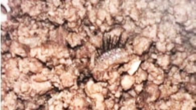 Photo of 疑似眼皮睫毛 女子煮牛绞肉惊见异物
