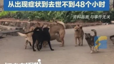 Photo of 小姐弟被狗咬伤 姐怕被骂不敢说 发病不到48小时身亡