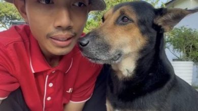 Photo of 流浪狗为何追人? 讲师: 问题就在人类自身