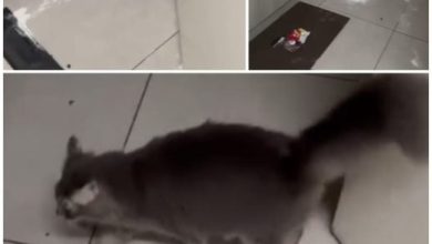 Photo of 拖欠租金逃离住所 租客让猫10天没得吃