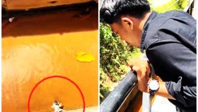 Photo of 视频〡不怕弄脏西装皮鞋 男子面试途中跳沟救猫