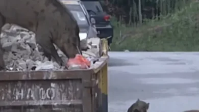 Photo of 投诉两年都没用 野猪成群闯屋毁田