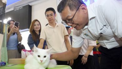 Photo of 逾90只猫齐聚新光大广场 猫展吸引人潮